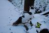 Cats and SNOW-badsworth-cheysuli-dsc_1946.jpg