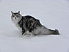 Cats and SNOW-dscn9287.jpg