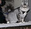 Cats and SNOW-20141226_212648-3-1.jpg
