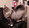 Cats and SNOW-20150101_013314-1.jpg