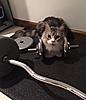 Click image for larger version. 

Name:	Whiskey hits the gym to bulk up.jpg 
Views:	13 
Size:	90.7 KB 
ID:	7781