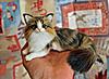 Click image for larger version. 

Name:	Sutra Kitty.jpg 
Views:	18 
Size:	78.8 KB 
ID:	7826