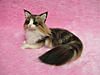 Needle Felted Maine Coon...Ultra Realistic!-il_570xn.427418080_rt4l.jpg