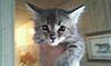 Is this kitten a Maine Coon?-imagejpeg_1.jpg