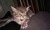 Is this kitten a Maine Coon?-sign.jpg