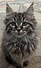 What colour is my maine coon kitten ?-stunning-pedigree-kittens-5668878e6fbcc.jpg