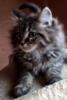 What colour is my maine coon kitten ?-untitled.jpg