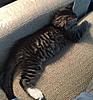 Identify the Kitten-pipsqueak-2.jpg