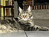 Dyman Dartagnan @ 5 months :)-dscn9910.jpg