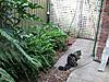 Outdoor cat enclosures-cat-run-28-3-1.jpg