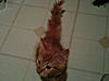Do you think she's a Maine Coon mix?-img00316-20110329-2133.jpg