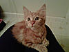 Do you think she's a Maine Coon mix?-img00301-20110328-1514.jpg