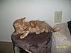 Do you think she's a Maine Coon mix?-100_2097save.jpg
