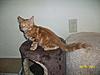 Do you think she's a Maine Coon mix?-100_2109save.jpg