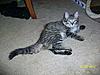 Do you think she's a Maine Coon mix?-100_1809save.jpg