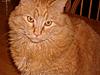 Identification of Maine Coon-sany1171.jpg