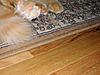Identification of Maine Coon-sany1197.jpg