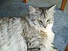 Maine Coon colouring-p1010048.jpg