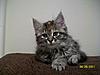New furry friend! Maine Coon or Siberian mix???-100_2202small.jpg