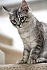 Crazy kitten! Will she calm down?-dmc09au11_008.jpg