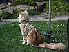 What is the best harness to use for Maine Coons-dscf3296.jpg