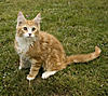 Nervous about first kitten-ed4w9357-copy.jpg