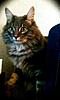 Is my new kitten a maine coon?-img_1647.jpg