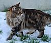 Is my new kitten a maine coon?-jools_snow1.jpg