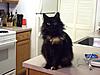 When is a kitten a cat?-ailqovwcqaeyx8z.jpg