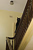 Click image for larger version. 

Name:	Bannister2.jpg 
Views:	35 
Size:	80.3 KB 
ID:	5080