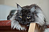 What’s your favourite type/colour of Maine Coon and why?-2011.11.21_11_0833.jpg