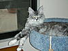 What’s your favourite type/colour of Maine Coon and why?-dscn0104.jpg