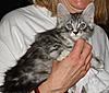 What’s your favourite type/colour of Maine Coon and why?-mc1.jpg