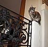 Preparing for Kitten-632.jpg