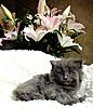 2 New Kittens-230-001.jpg