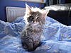 2 New Kittens-p1020500.jpg