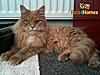 Click image for larger version. 

Name:	Maine Coon.jpg 
Views:	41 
Size:	55.3 KB 
ID:	6014