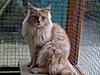 Is he a Maine Coon?-111130103559_magic-november-_4_.jpg