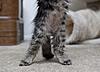 Do [ear/toe] tufts grow thicker with age?/Is my kitten a Maine Coon? Photos included!-1furry.jpg