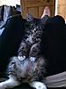 Is Effy a Maine Coon?-3.jpg