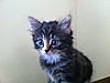 Is Effy a Maine Coon?-photo-1-.jpg