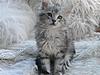 Click image for larger version. 

Name:	kitten.jpg 
Views:	58 
Size:	81.0 KB 
ID:	6221