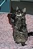 Is my rescue kitten a Maine Coon?  :-)-kitten-3.jpg