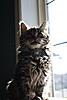 Is my rescue kitten a Maine Coon?  :-)-bizzee-post.jpg