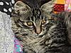 Is my rescue kitten a Maine Coon?  :-)-bizzee-headshot.jpg