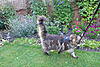 So Walking and Bathing MC's?-p1010140.jpg
