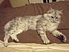 Number of litter boxes-dscf4199.jpg