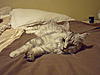 Number of litter boxes-dscf4203.jpg