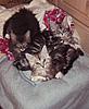 New and scared-cillakittens-002-2-.jpg