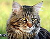 Is it normal to have small ear tufts?-01_08_2011-113.jpg